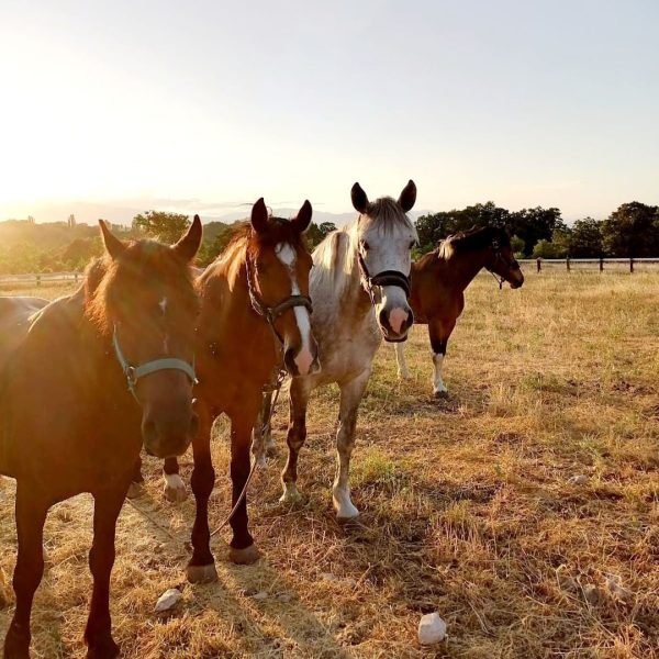 Horse Riding Tours at Lake Ohrid, North Macedonia. Things to do In North Macedonia, Adventures Macedonia, DMC & Tour Operator in North Macedonia and the Balkans